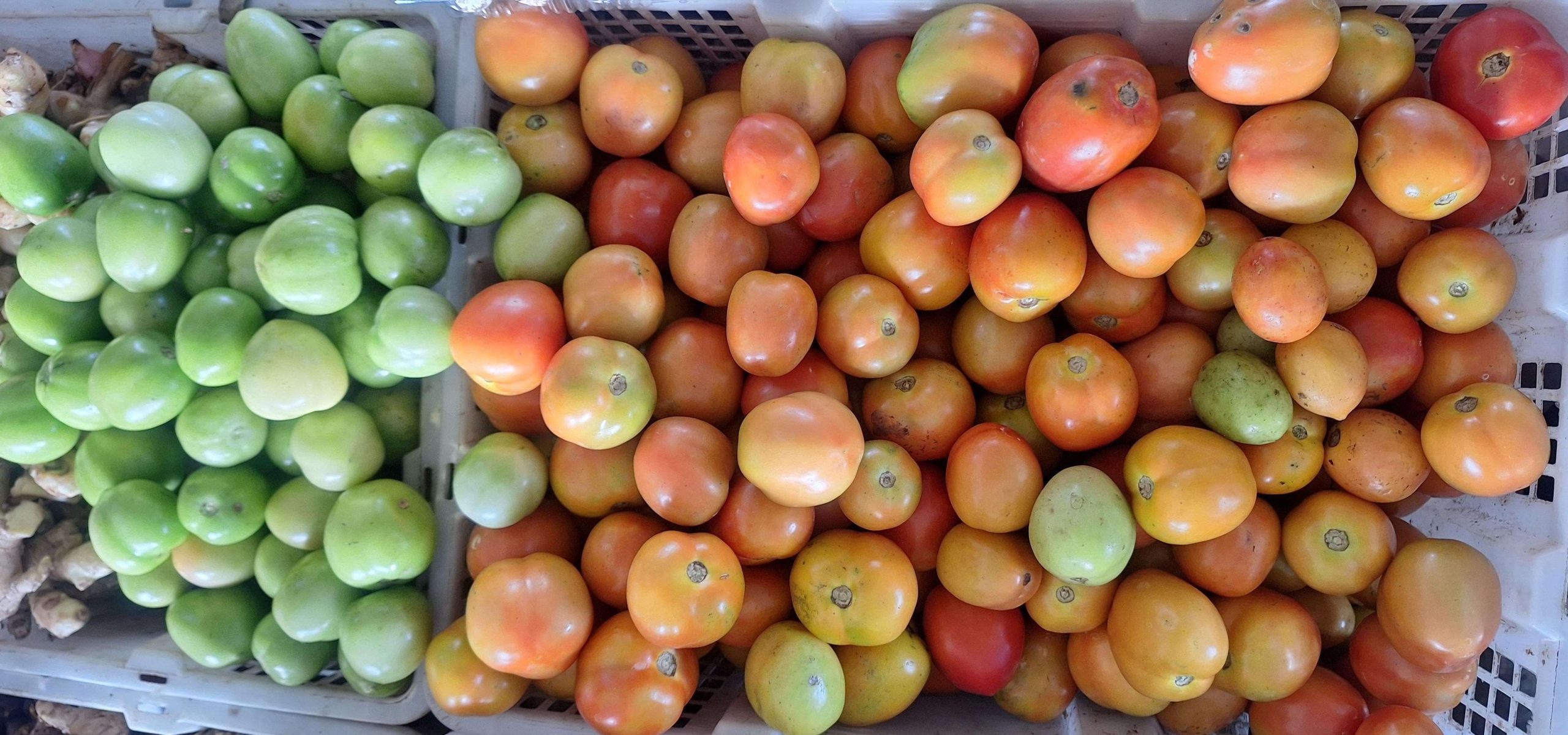 Harga Tomat Melambung Hingga Rp 37.000 di Entikong